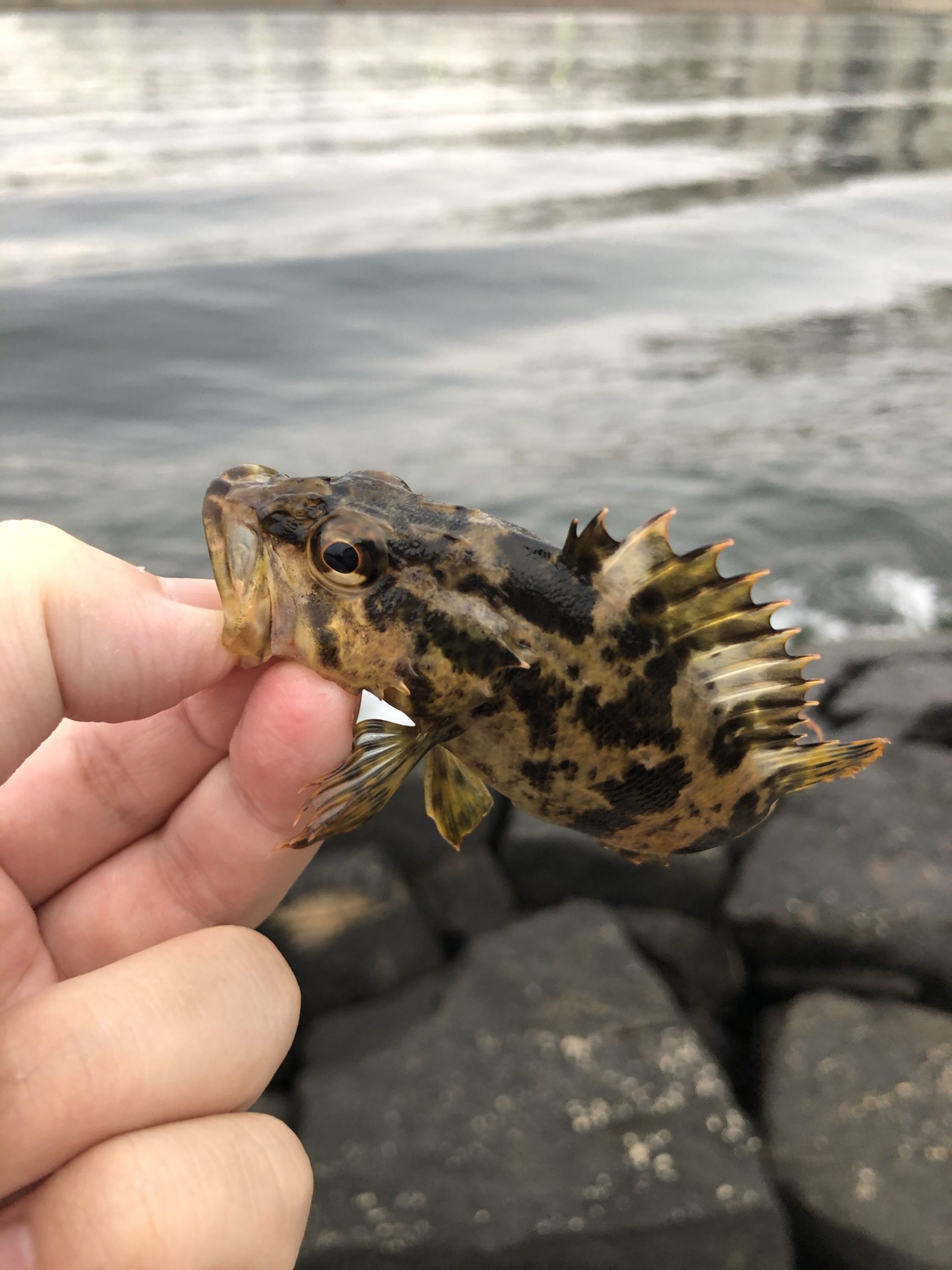 タケノコメバルはメバルなのか ソイなのか はまちの釣りブログ 兵庫県の釣り