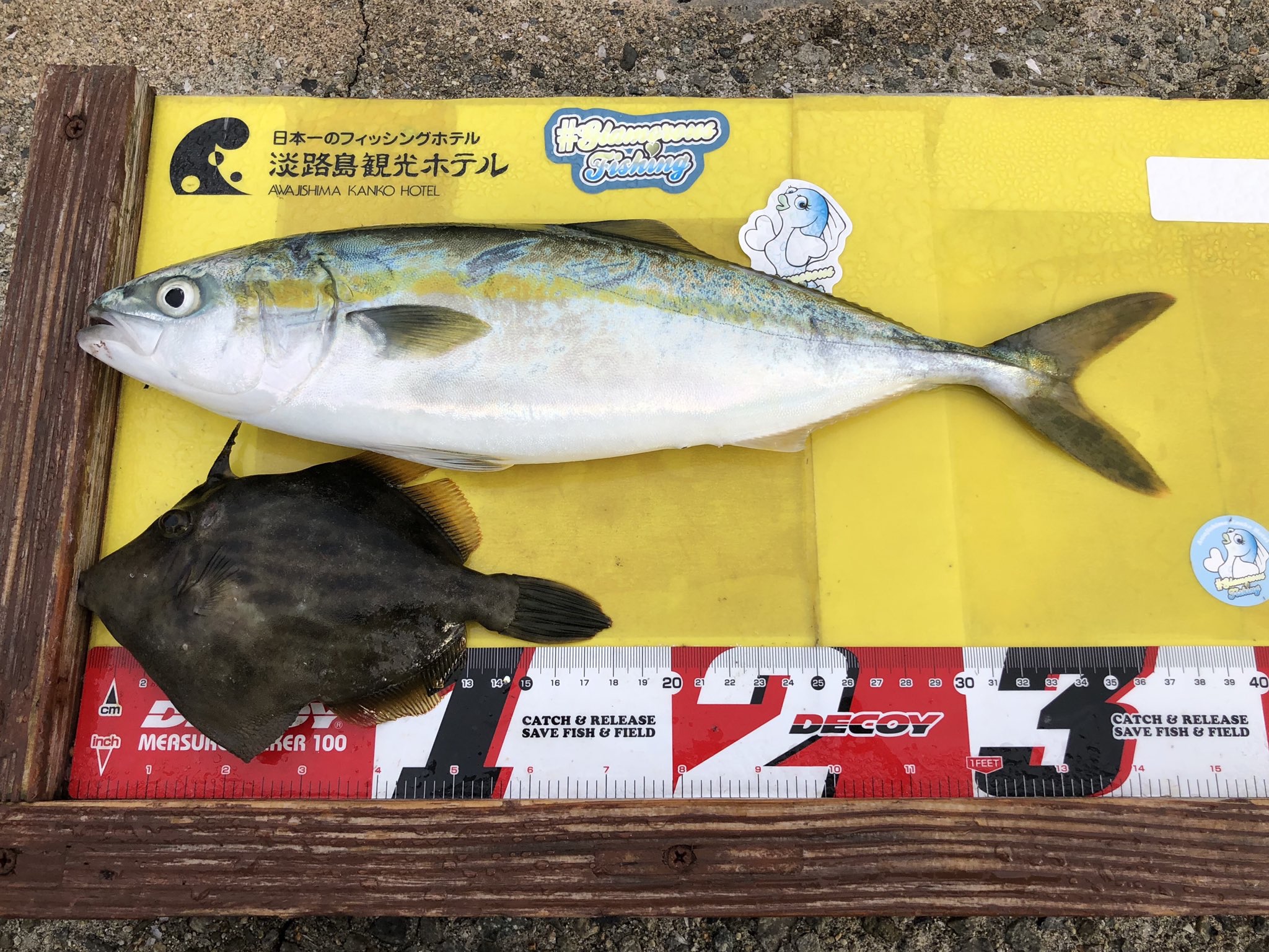 はまちさん ハマチ釣ってなくないですか はまちの釣りブログ 兵庫県の釣り